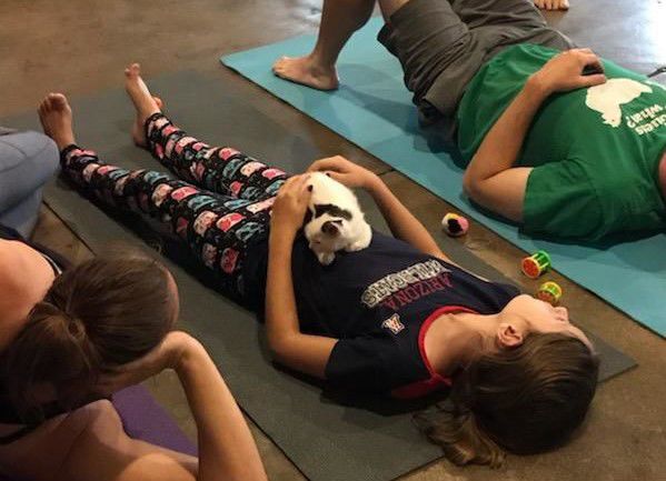 Kitten Yoga (copy)